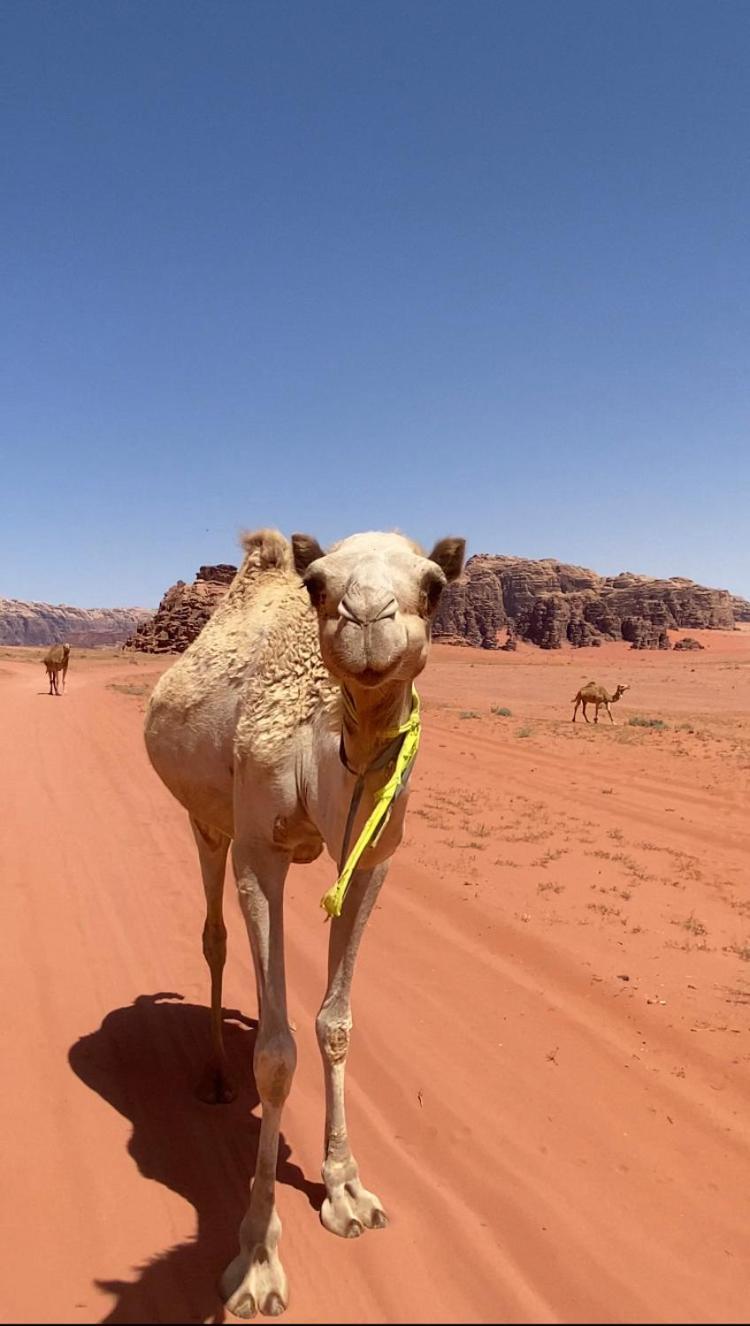 Wadi Rum Bedouin Heart Camp Exterior photo